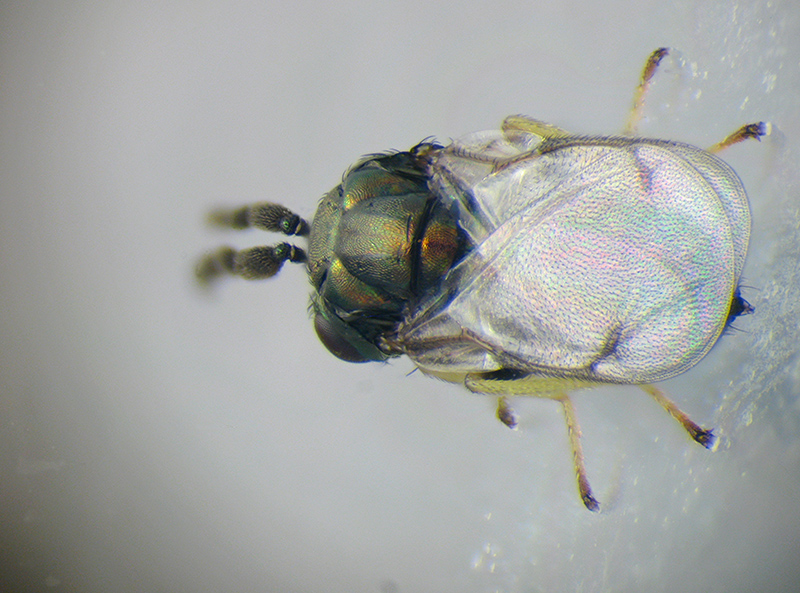 Neuroterus q. b. con parassitoide